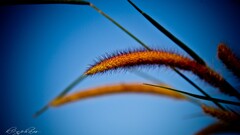 closeup Plants blue background blue sky