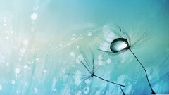 closeup Plants blue background water drops cyan