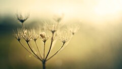 closeup Plants bokeh macro