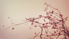 closeup Plants branch