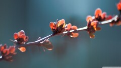 closeup Plants branch