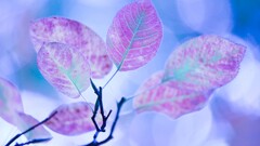 closeup Plants colorful leaves pink blue bright bokeh twigs