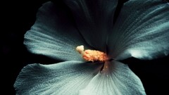 closeup Plants Flowers macro