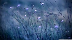 closeup Plants Flowers