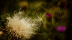 closeup Plants Flowers