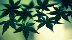 closeup Plants green background leaves macro Cannabis