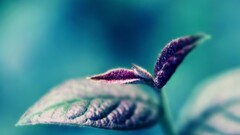 closeup Plants leaves blue background
