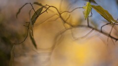 closeup Plants leaves macro