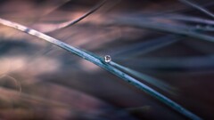 closeup Plants leaves macro water drops