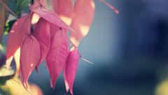 closeup Plants leaves
