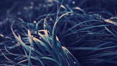 closeup Plants leaves