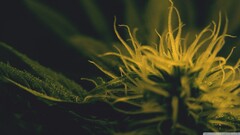 closeup Plants leaves