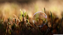 closeup Plants macro bubbles outdoors