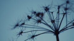 closeup Plants macro