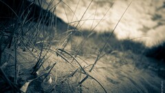 closeup Plants macro sand
