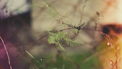 closeup Plants outdoors