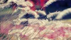 closeup Plants outdoors