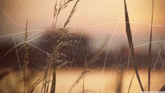 closeup Plants outdoors