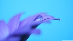 closeup Plants purple flowers Turquise Background macro Flowers