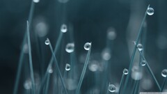 closeup Plants water drops