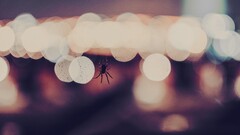 closeup spider bokeh macro lights insect Animals