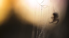 closeup spider macro water drops insect Animals spiderwebs
