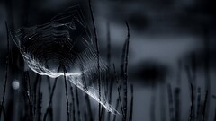 closeup spiderwebs nature dark black spooky