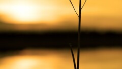 closeup sunlight branch