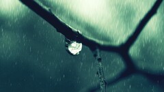 closeup water drops branch rain nature