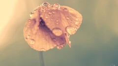 closeup water drops Flowers Plants