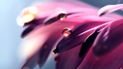 closeup water drops Flowers