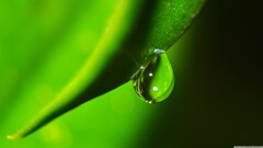 closeup water drops Green Plants nature macro