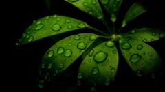closeup water drops leaves Plants