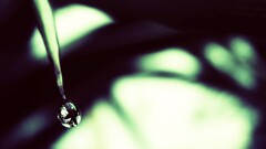 closeup water drops nature Green