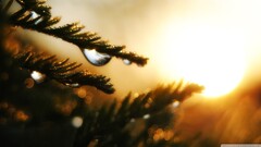 closeup water drops Plants