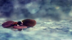 closeup water Plants macro