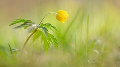 closeup yellow flowers Flowers Plants