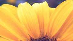 closeup yellow flowers Flowers Plants