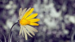 closeup yellow flowers Flowers Plants