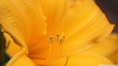 closeup yellow flowers Flowers Plants