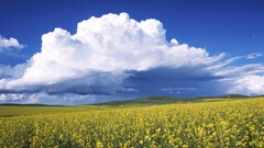 clouds landscape sky Plants field
