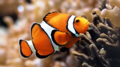 clownfish fish underwater coral Animals nature