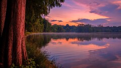 coast nature Trees water landscape
