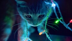 colorful Animals cats Christmas Lights Kittens cyan macro