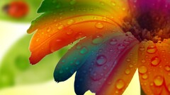 colorful petals water drops Plants macro Flowers