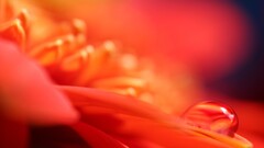 colorful Plants water drops macro red flowers dew Flowers