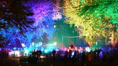 colorful Trees lights