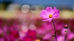 cosmos flower Plants pink flowers