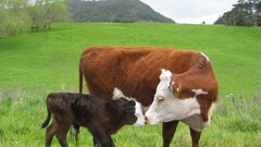 cow baby animals Animals field