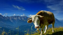 cow Mountains Animals nature landscape